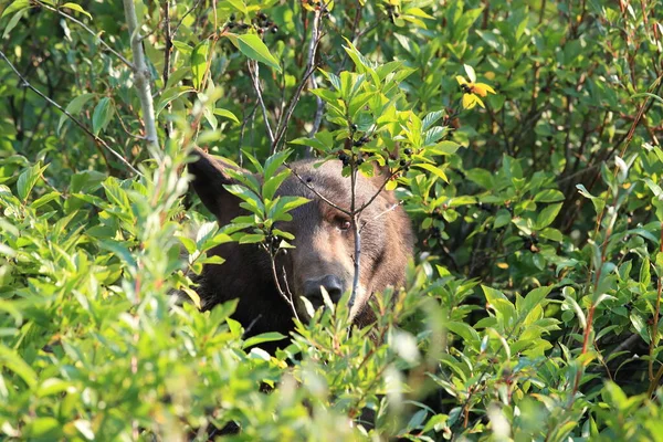 Oso Pardo Ursus Arctos Horribilis Parque Nacional Glaciar Montana Estados — Foto de Stock