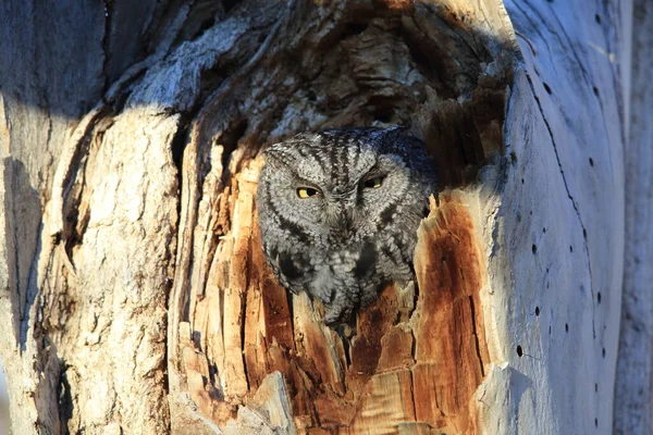 Western Screech Owl Megascops Kennicottii Árvore Novo México — Fotografia de Stock