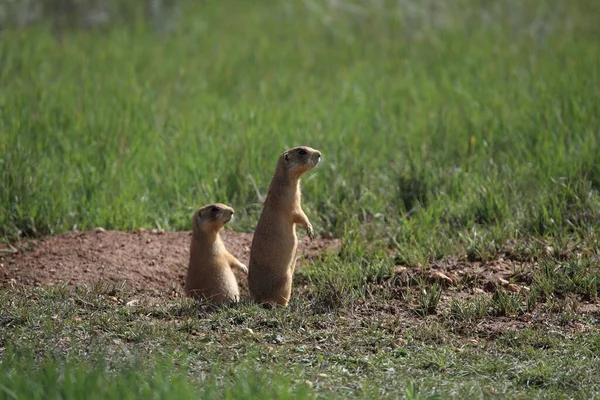 Chien Prairie Utah Parc National Canyon Bryce — Photo