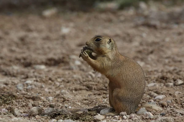 Utah Prairie Dog Parque Nacional Bryce Canyon — Foto de Stock