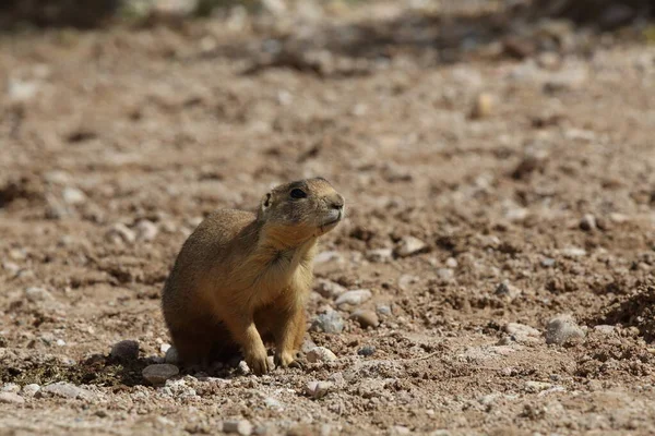 Utah Prairie Dog Parque Nacional Bryce Canyon — Foto de Stock