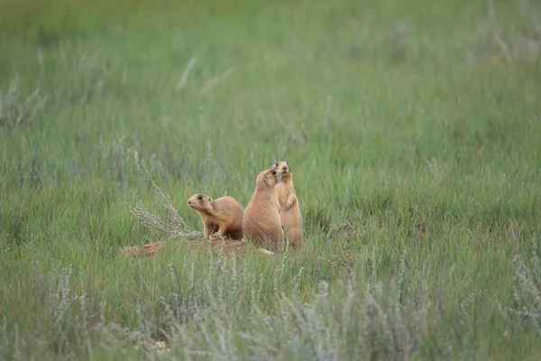 Chien Prairie Utah Parc National Canyon Bryce — Photo