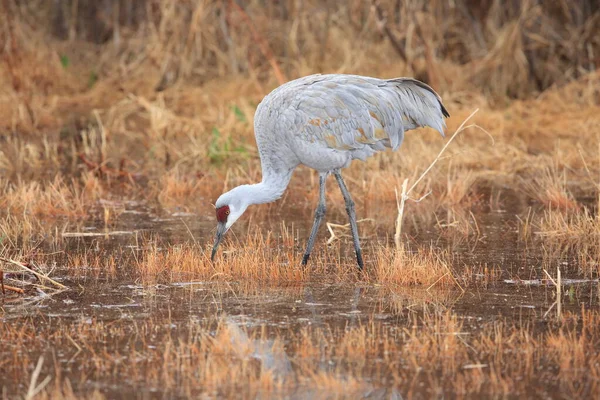 Grúa Arena Grus Canadensis Bosque Del Apache National Wildlife Refuge — Foto de Stock