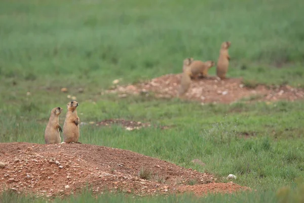 Utah Prairie Dog Bryce Canyon Nationalpark — Stockfoto