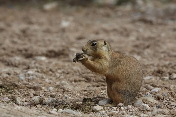 Utah Prairie Dog Parque Nacional Bryce Canyon — Foto de Stock