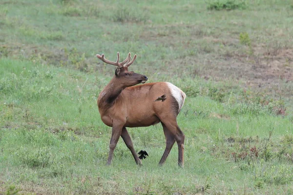 カナダのブラウン ヘッド カウバードに対するエルクの恐怖 — ストック写真