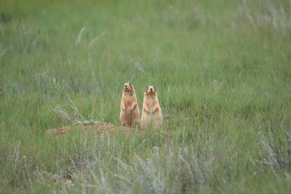 Γιούτα Prairie Dog Bryce Canyon Εθνικό Πάρκο — Φωτογραφία Αρχείου