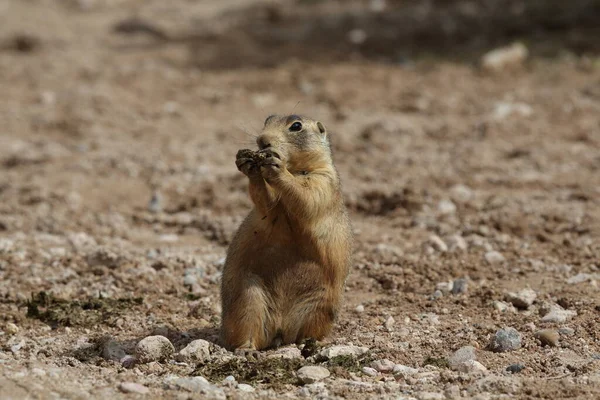 Utah Prairie Dog Parque Nacional Bryce Canyon — Foto de Stock