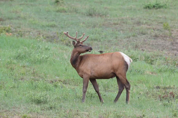 Elk against the  Brown-headed Cowbird, the Elk scare away the  Brown-headed Cowbird , Canada