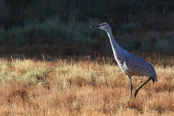 Кран Песчаном Холме Grus Canadensis Национальном Заповеднике Дикой Природы Боске — стоковое фото