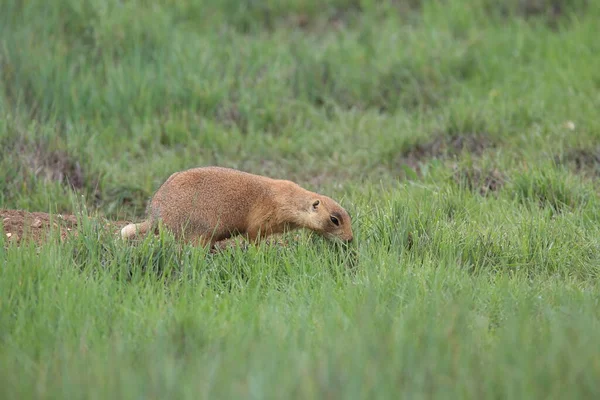 Utah Prairie Dog Parque Nacional Bryce Canyon — Fotografia de Stock