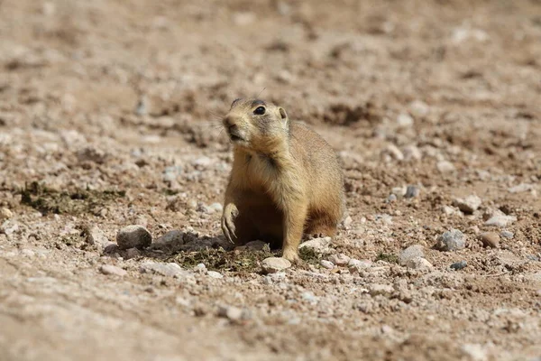 Utah Prairie Dog Parque Nacional Bryce Canyon — Foto de Stock