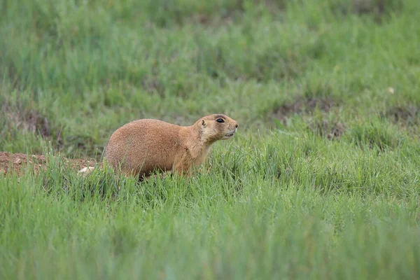 Utah Prairie Dog Parque Nacional Bryce Canyon — Foto de Stock