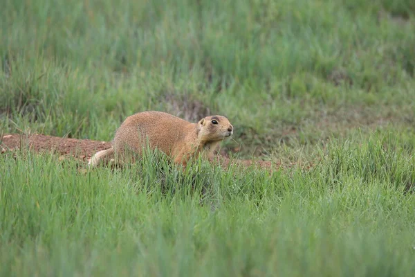 Utah Prairie Dog Bryce Canyon National Park — Foto Stock