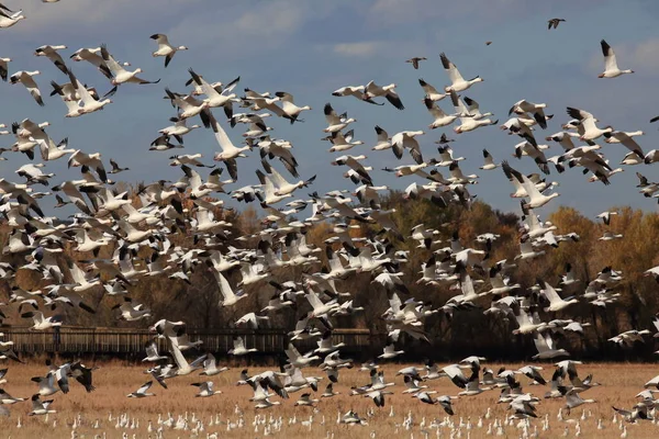 Gansos Neve Bosque Del Apache Inverno Novo México Eua — Fotografia de Stock