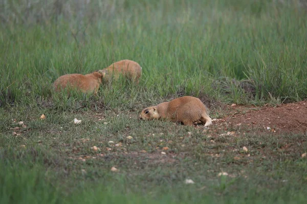 Utah Prairie Dog Parque Nacional Bryce Canyon — Fotografia de Stock