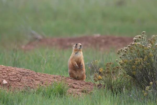 Utah Prairie Dog Parque Nacional Bryce Canyon — Foto de Stock