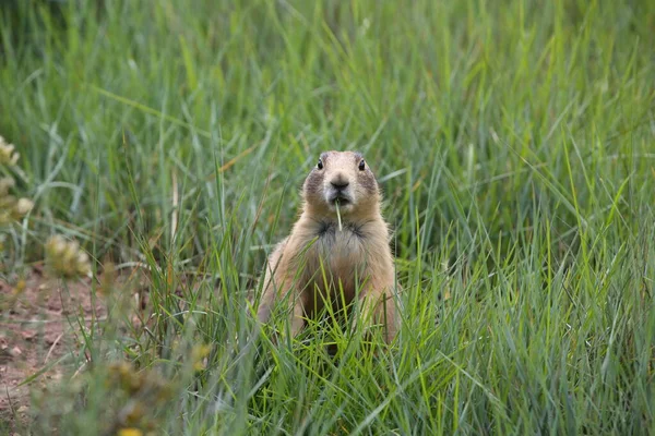 Utah Prairie Dog Parque Nacional Bryce Canyon — Foto de Stock