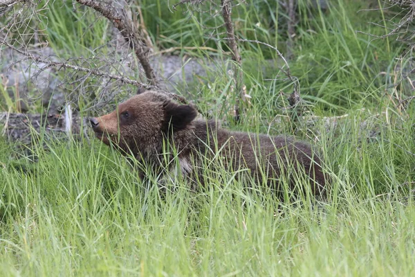 Fiatal Grizzly Medve Kanadai Sziklás — Stock Fotó