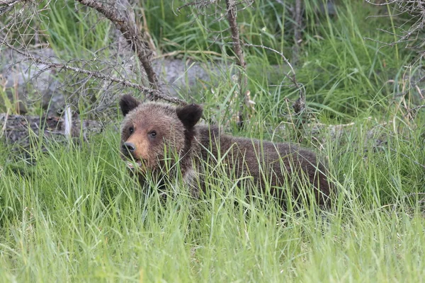 Mladý Grizzly Medvěd Kanadské Skály — Stock fotografie