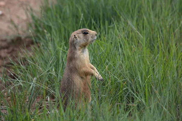 Utah Prairie Dog Bryce Canyon National Park — Stock Photo, Image