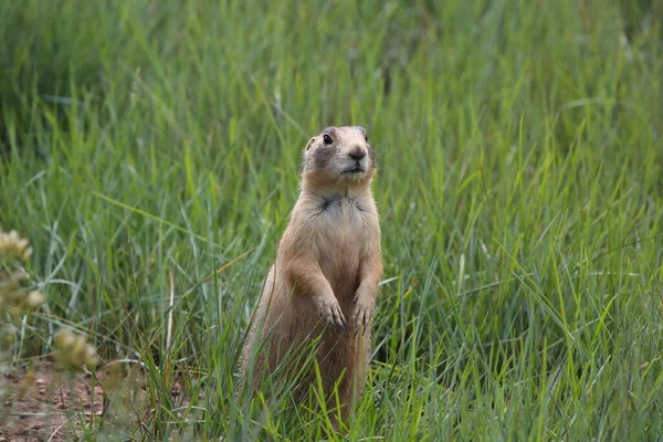 Utah Prairie Dog Parque Nacional Bryce Canyon — Foto de Stock