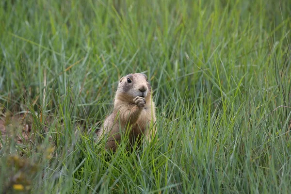 Utah Prairie Dog Parque Nacional Bryce Canyon — Foto de Stock