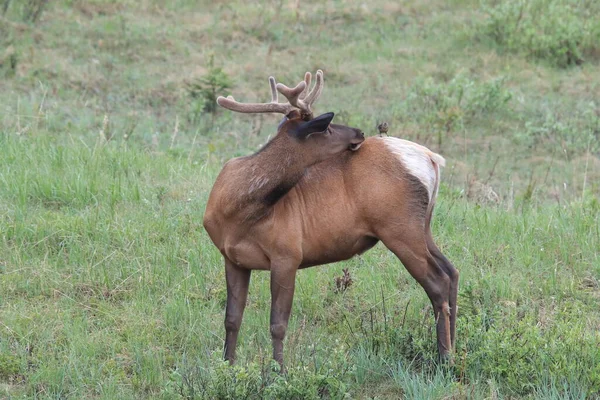 Elk against the  Brown-headed Cowbird, the Elk scare away the  Brown-headed Cowbird , Canada