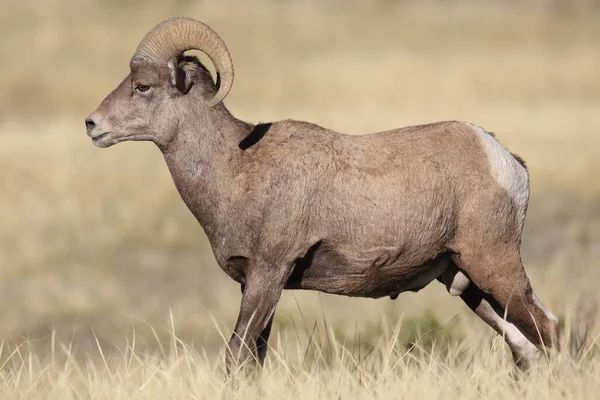 Oveja Bighorn Yellowstone — Foto de Stock