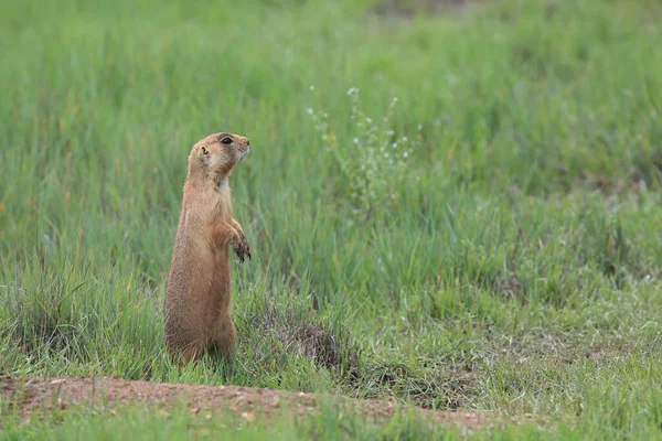 Utah Prairie Hond Bryce Canyon Nationaal Park — Stockfoto