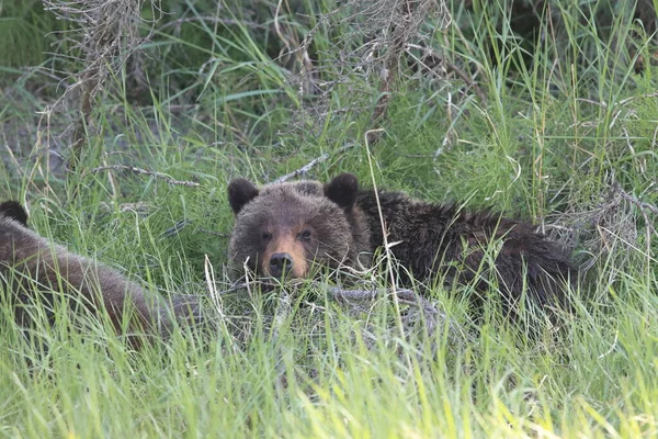 Giovane Grizzly Orso Roccie Canadesi — Foto Stock