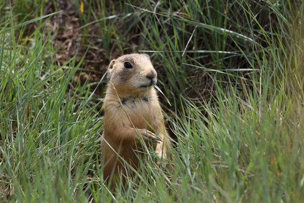 Utah Prairie Dog Parque Nacional Bryce Canyon — Foto de Stock