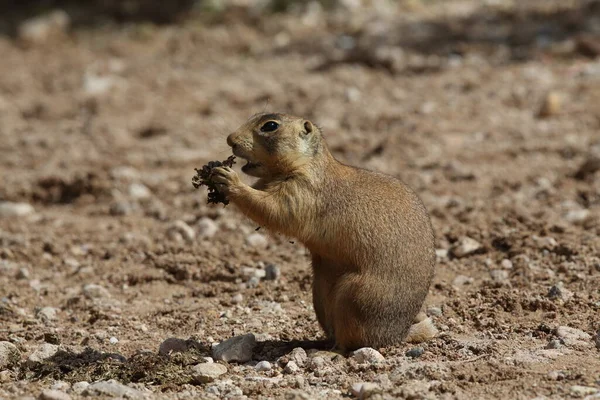 Utah Prairie Dog Parque Nacional Bryce Canyon — Foto de Stock