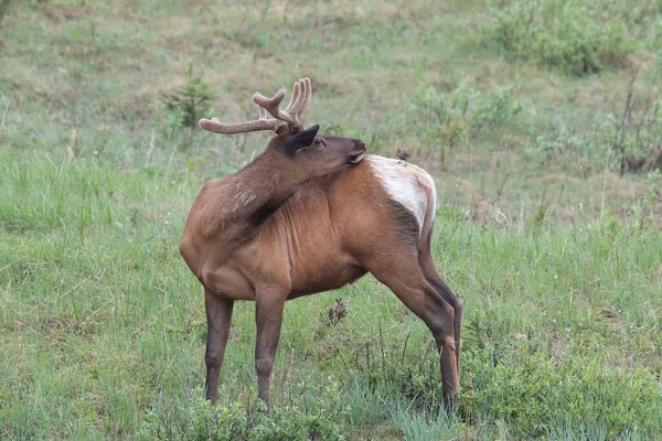 Elk Brown Headed Cowbird Elk Scare Away Brown Headed Cowbird — Stock Photo, Image