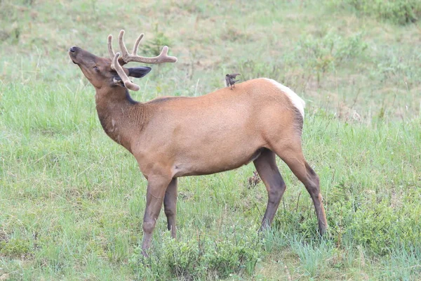 カナダのブラウン ヘッド カウバードに対するエルクの恐怖 — ストック写真