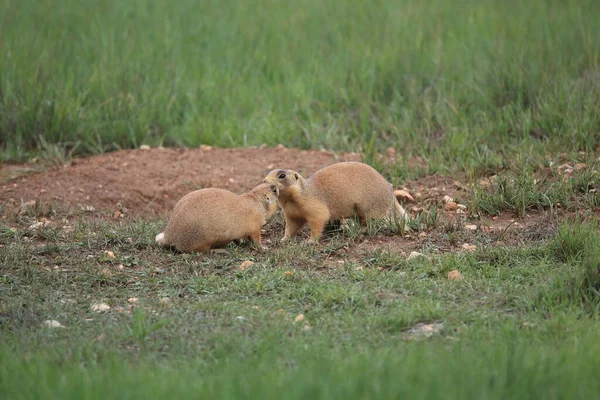 Utah Prairie Dog Parque Nacional Bryce Canyon — Fotografia de Stock