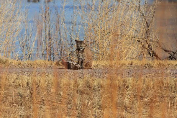 Bobcat Lynx Rufus Bosque Del Apache National Wildlife Refugium — Stockfoto