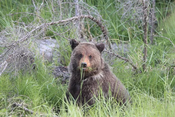 Jovem Urso Pardo Rockies Canadenses — Fotografia de Stock