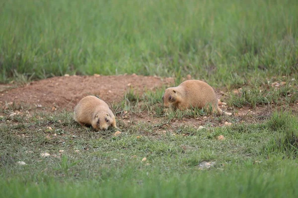 Utah Prairie Dog Bryce Canyon Nationalpark — Stockfoto