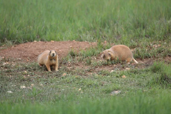 Utah Prairie Dog Parque Nacional Bryce Canyon — Fotografia de Stock