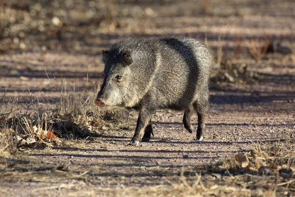 Javelina Bosque Del Apache National Wildlife Refuge New Mexico — Stok Foto