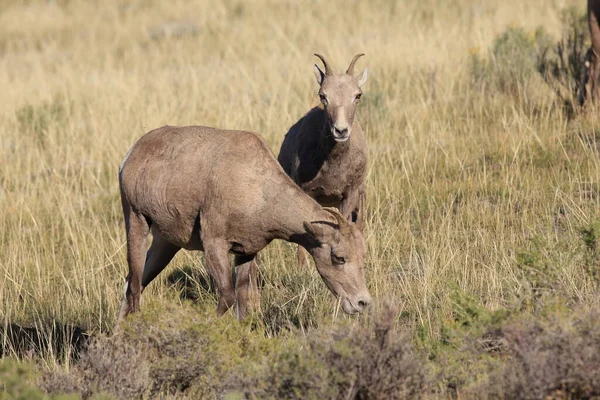 Mouflon Amérique Yellowstone — Photo