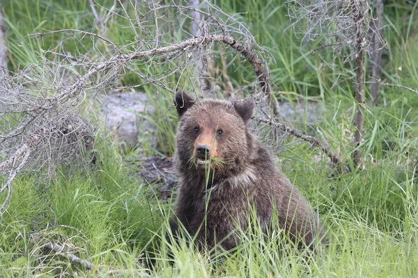 Fiatal Grizzly Medve Kanadai Sziklás — Stock Fotó