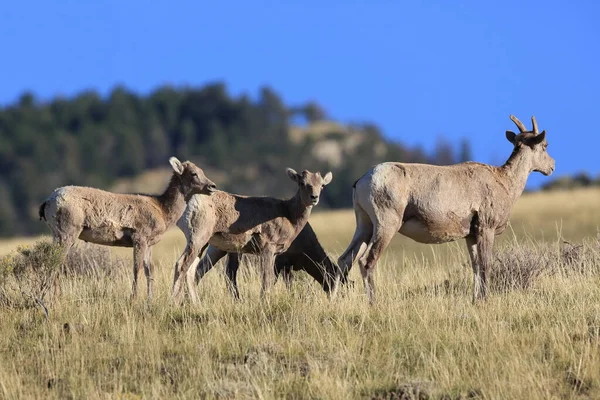 Mouflon Amérique Yellowstone — Photo