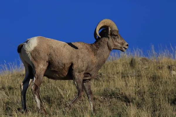 Oveja Bighorn Yellowstone — Foto de Stock