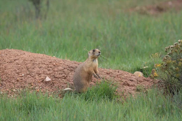 Utah Prairie Dog Bryce Canyon Nationalpark — Stockfoto