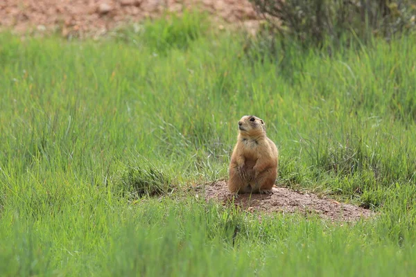 Utah Prairie Dog Bryce Canyon National Park — Stock Photo, Image