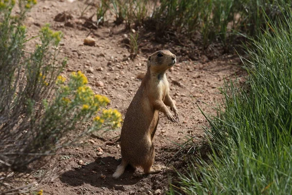 Utah Prairie Dog Parque Nacional Bryce Canyon — Foto de Stock