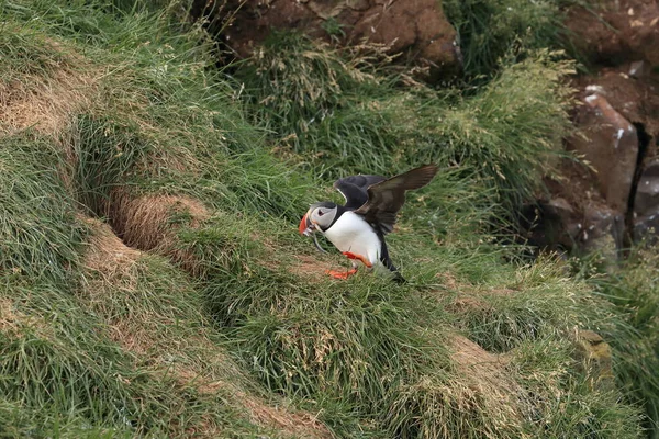 Puffin Flying Fratercula Arctica Habitat Natural Islândia — Fotografia de Stock