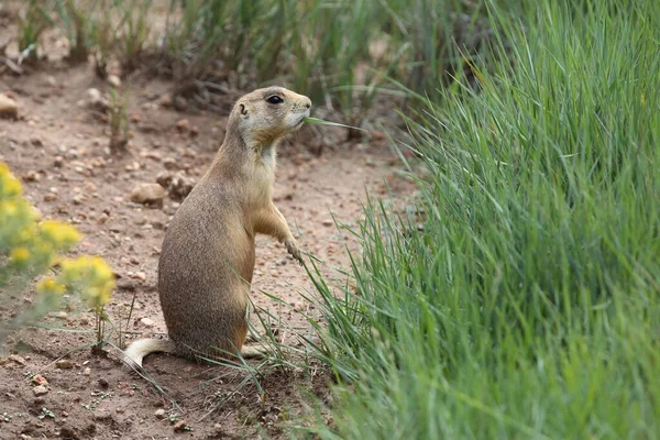 Utah Prairie Dog Parque Nacional Bryce Canyon — Foto de Stock